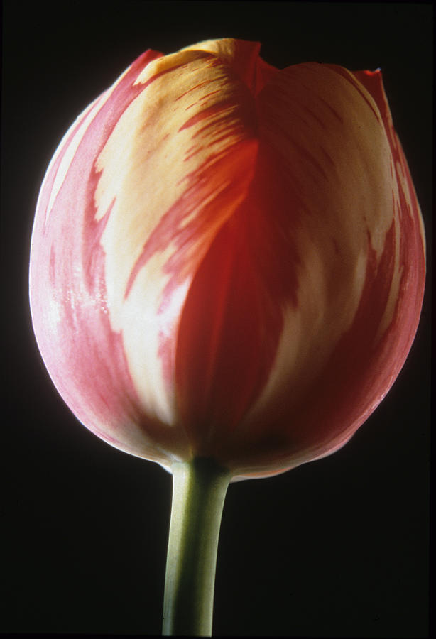 Tulip Photograph - Tulip II by Harold E McCray