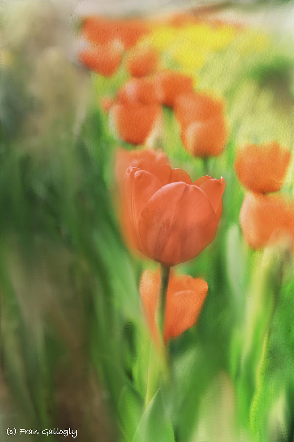 Tulip Impressions Photograph by Fran Gallogly