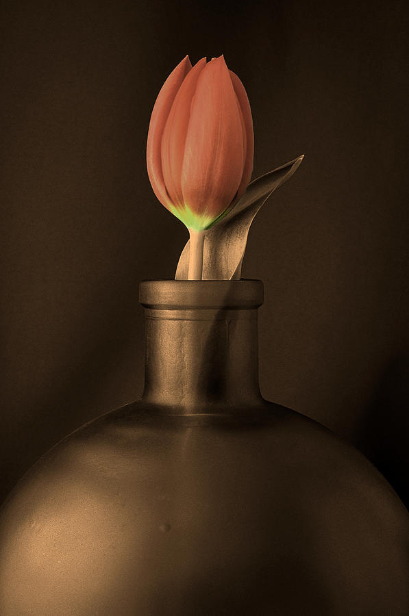 Still Life Photograph - Tulip in a Bottle in Sepia by Linda Suffion