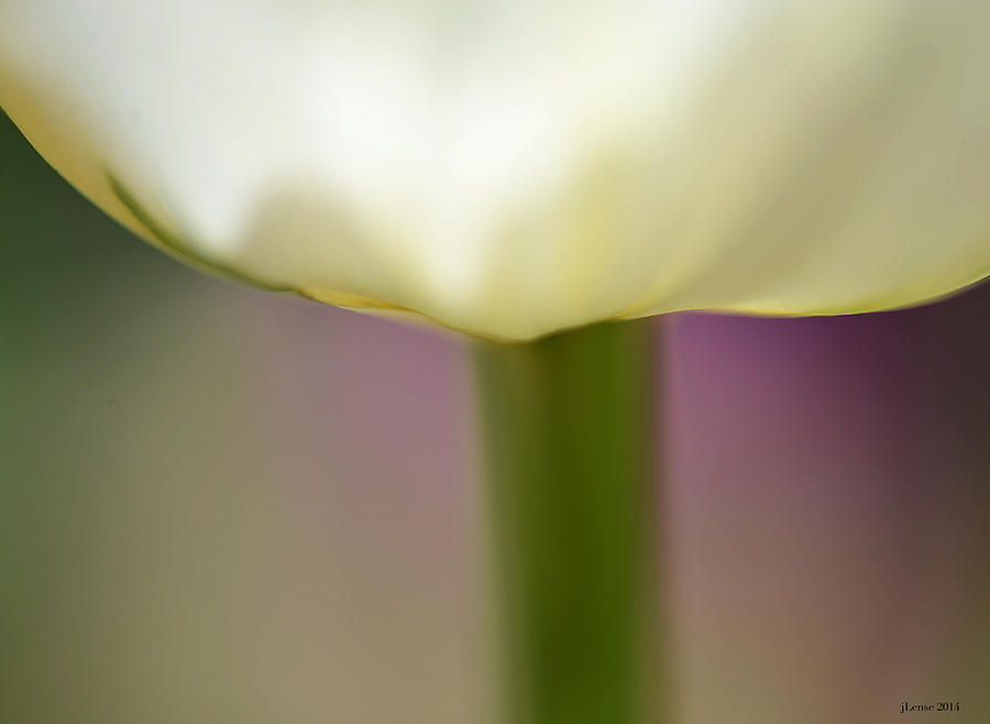 Tulip in Abstraction Photograph by JoAnn Lense