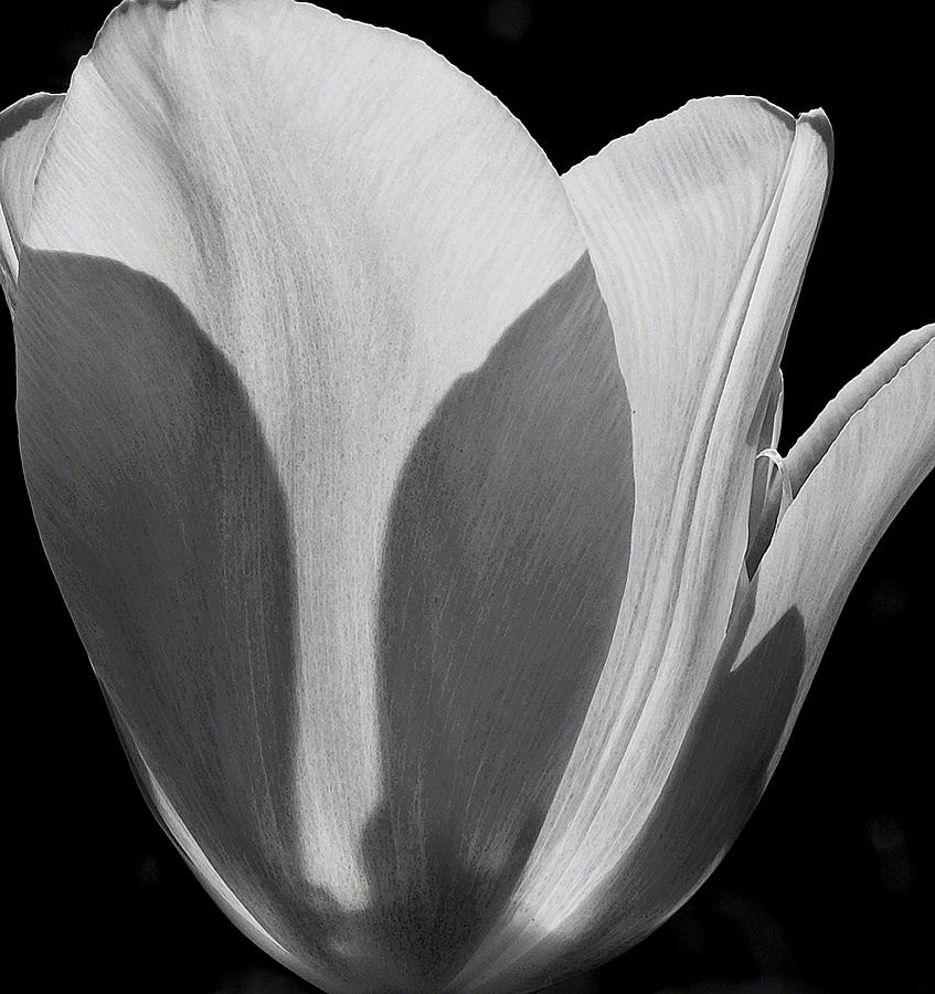 Tulip in Black and White Photograph by Michael Friedman