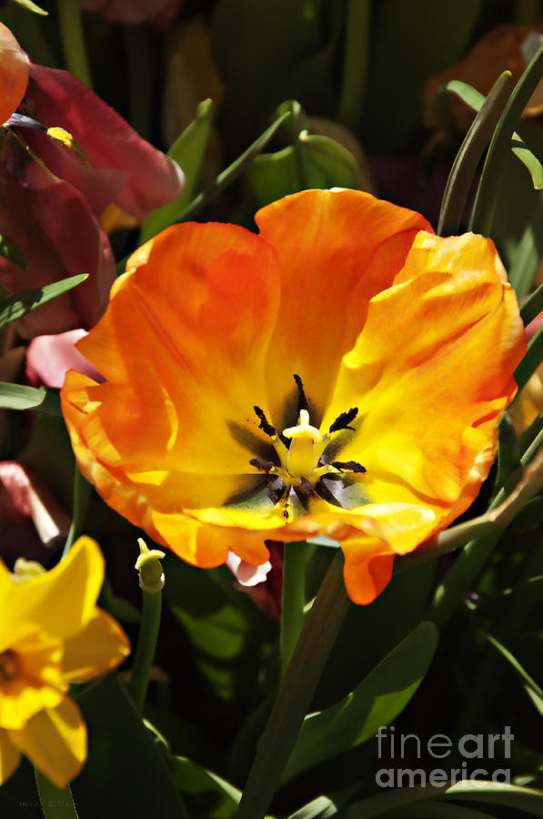 Tulip In Bloom Photograph
