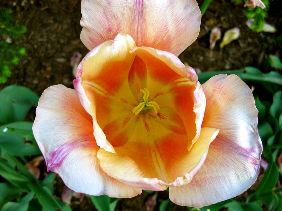 Tulip in Bloom Photograph by Ydania Ogando