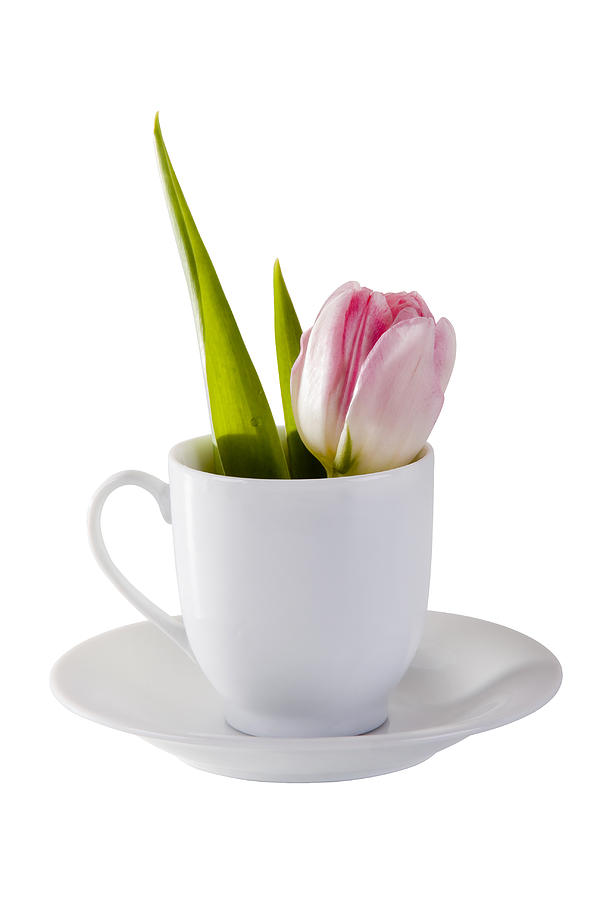 Tulip in coffee cup Photograph by Raimond Klavins