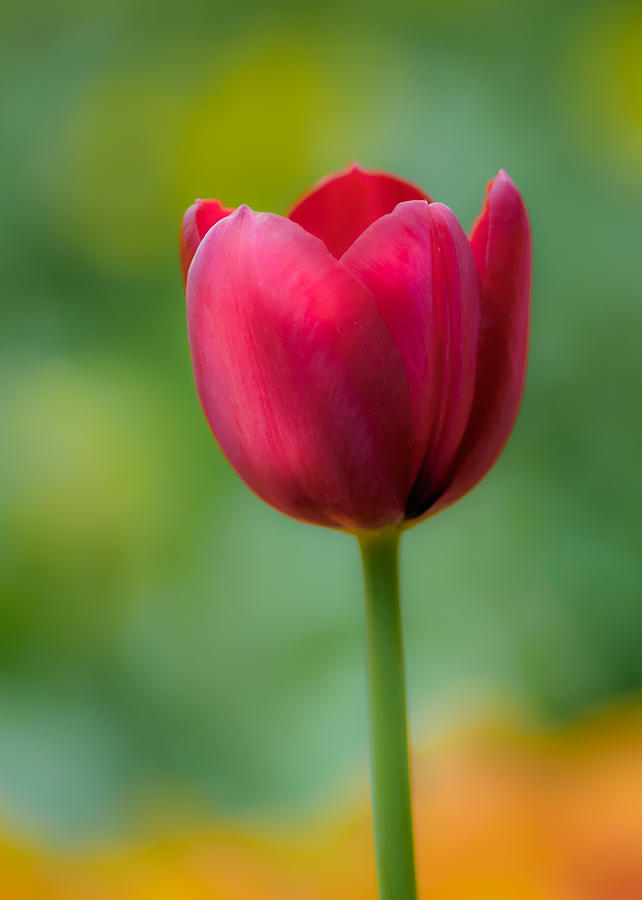Tulip in Contrast Photograph by James Barber