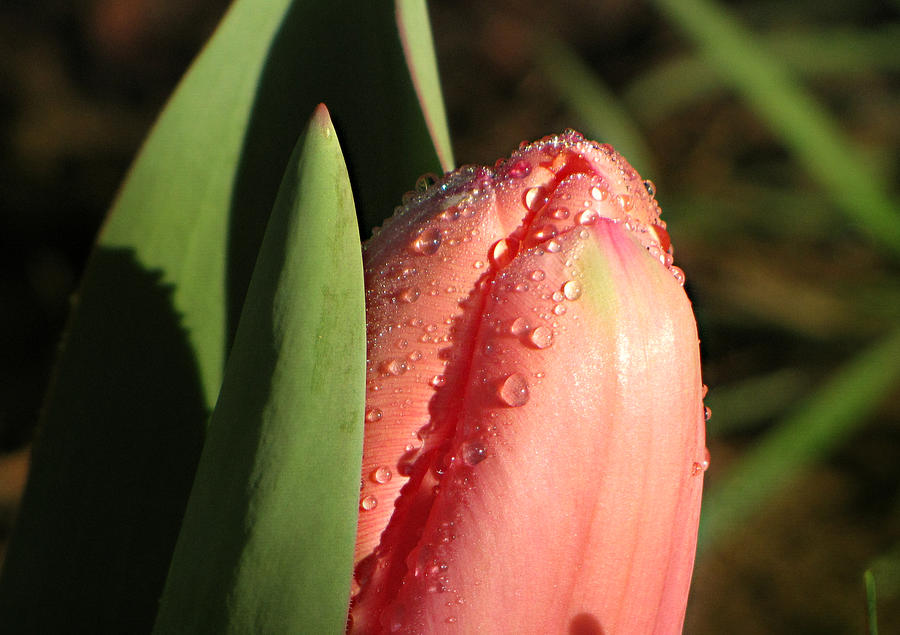 Tulip In Morning Sun Photograph