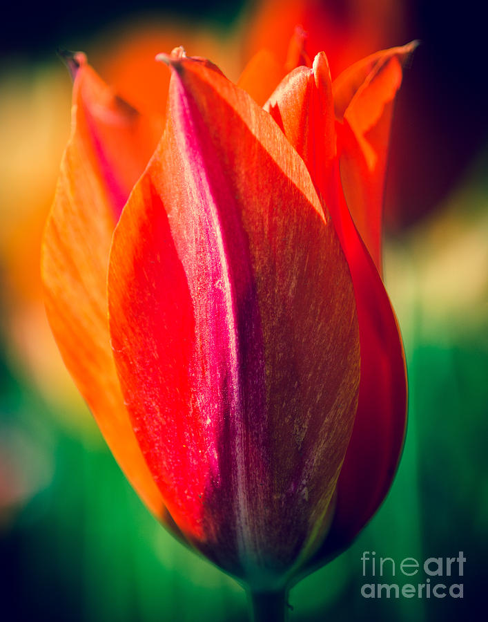 Nature Photograph - Tulip in Orange and Red by Sonja Quintero