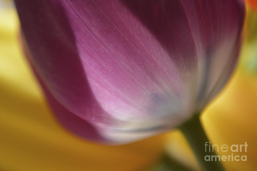 Tulip in Purple and Blue Photograph by Forest Floor Photography