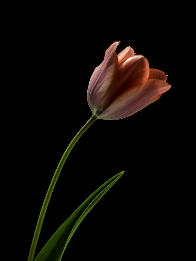 Tulip in quiet Light Photograph by Ron Roberts