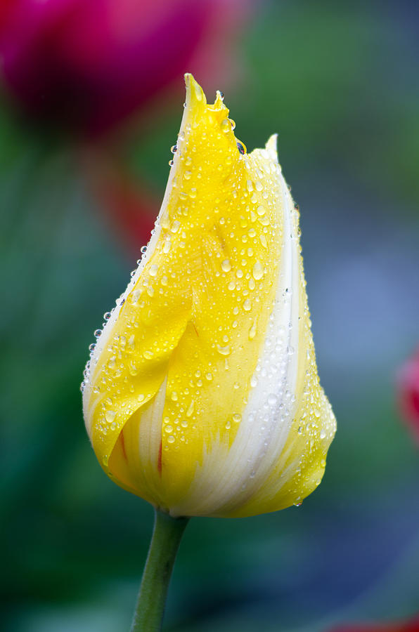 Tulip in Rain Photograph by Michael Hubley