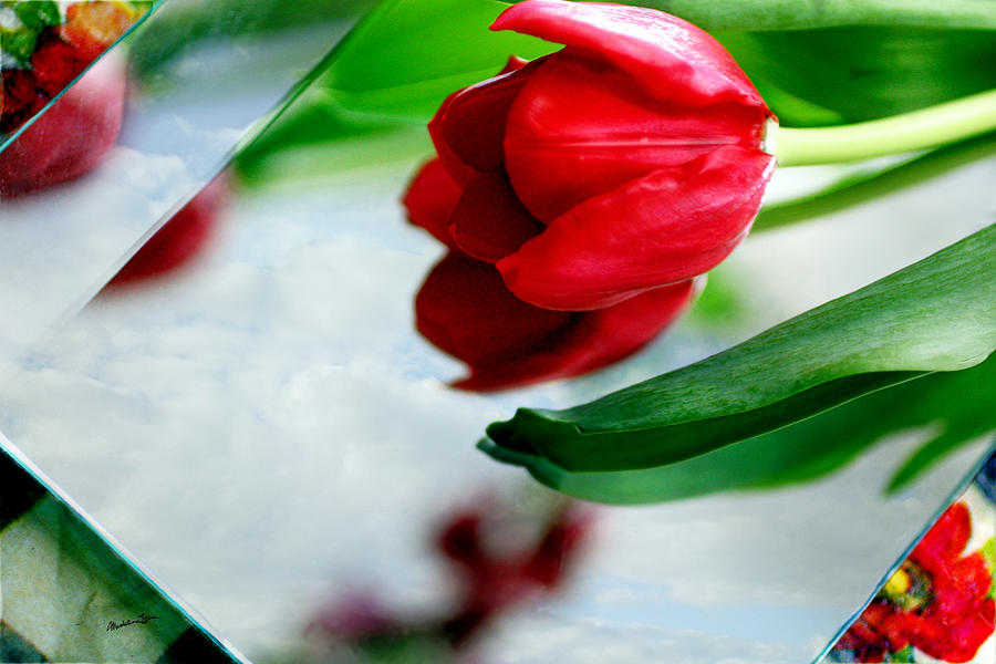 Tulip In Reflection Photograph by Madeline Ellis