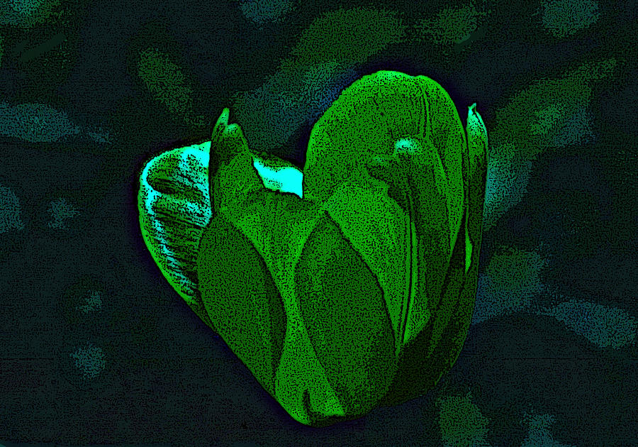 Moonshine Tulip  Digital Art by R Thomas Brass
