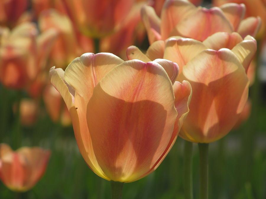 Tulip In Spring Photograph by Alfred Ng