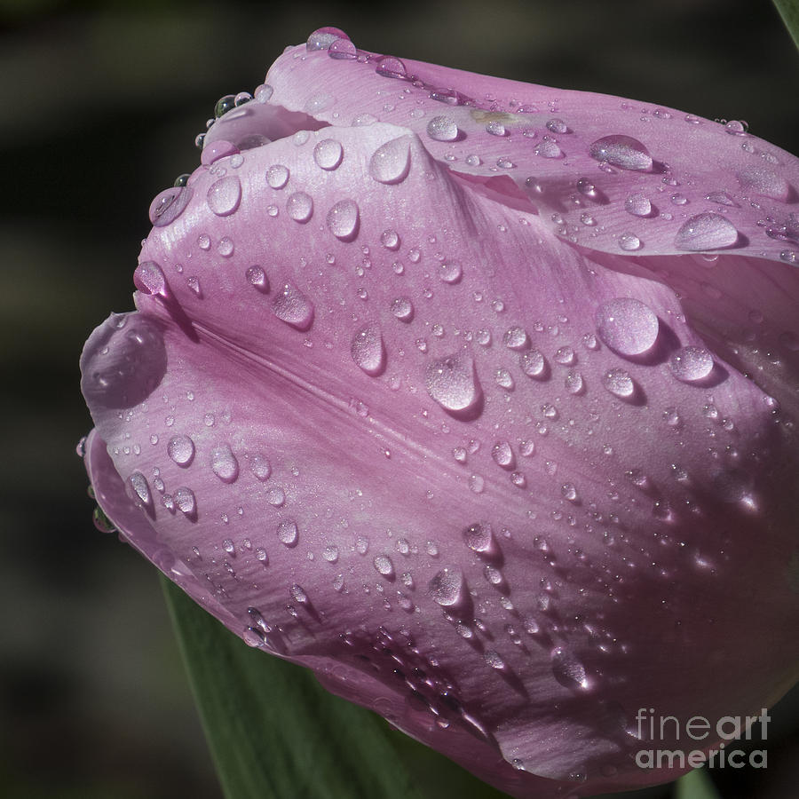 Tulip in the Rain Photograph by Lili Feinstein