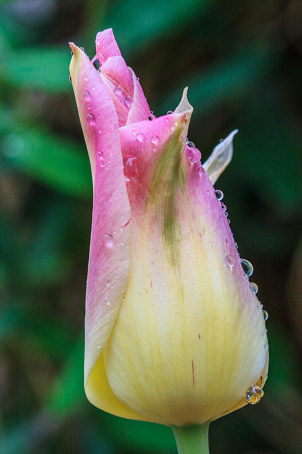 Nature Photograph - Tulip After the Rain by Melissa Estep