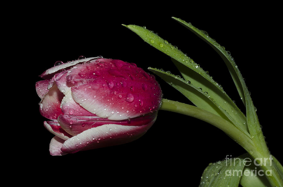 Tulip in the rain Photograph by Steev Stamford