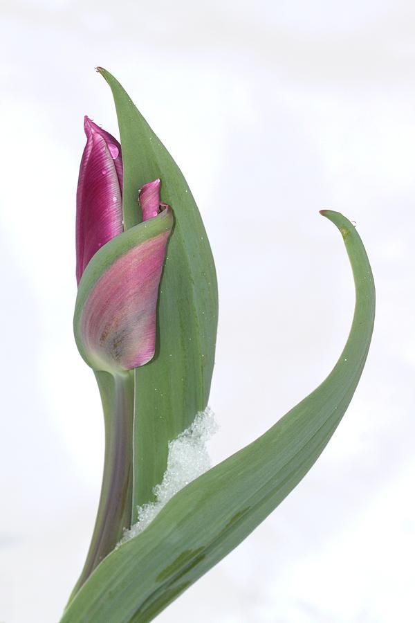 Tulip Photograph - Tulip in the Snow by Andrea Lazar