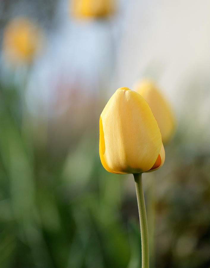 Spring Photograph - Tulip in the Springtime by Dick Smolinski