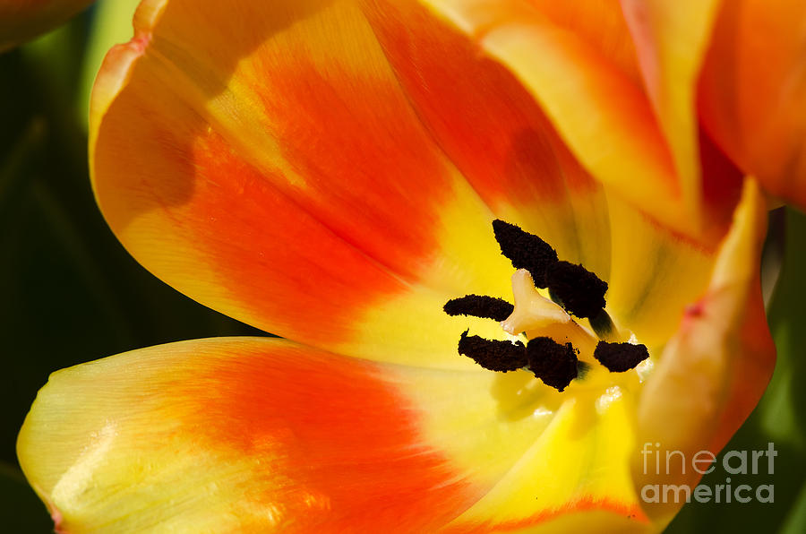 Tulip In The Sun Photograph by Eddie Yerkish