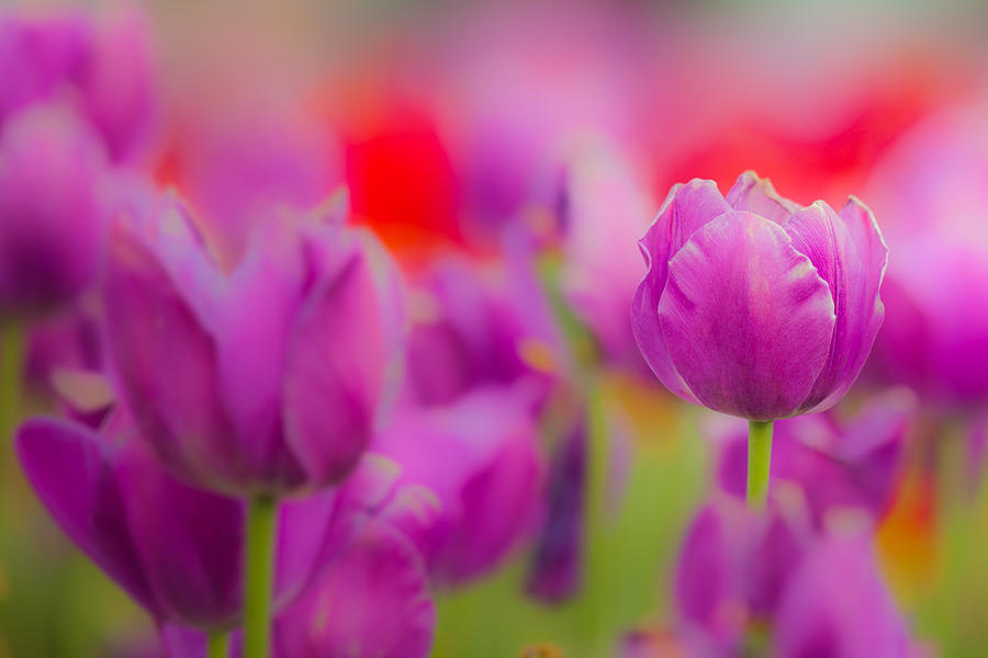 Tulip Photograph by Joseph Bowman