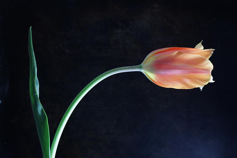 Tulip Photograph by Joshua Abels