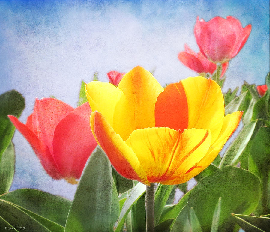 Tulip Joy Photograph by Deborah Smith