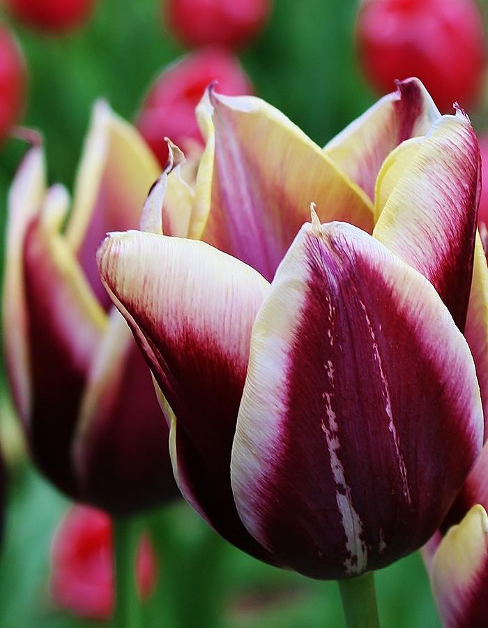 Nature Photograph - Tulip Jubilee by Bruce Bley