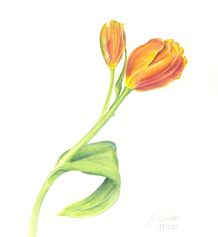 Tulip Painting by Judith Chantler