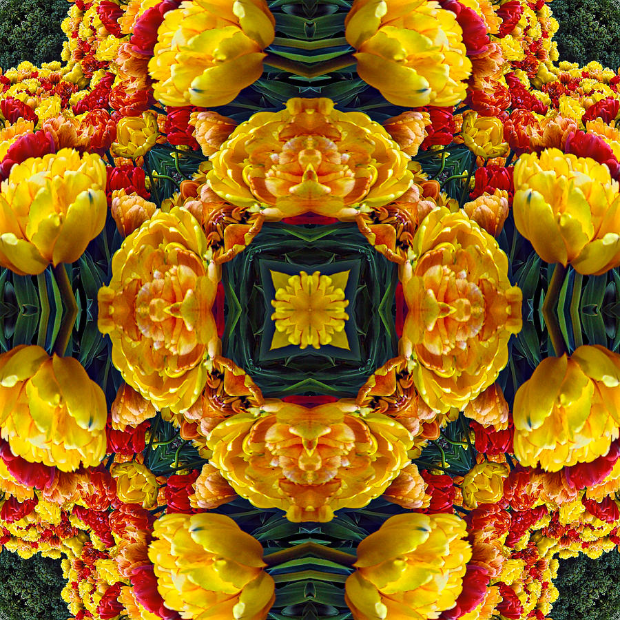 Tulip Kaleidoscope Photograph by Alice Gipson