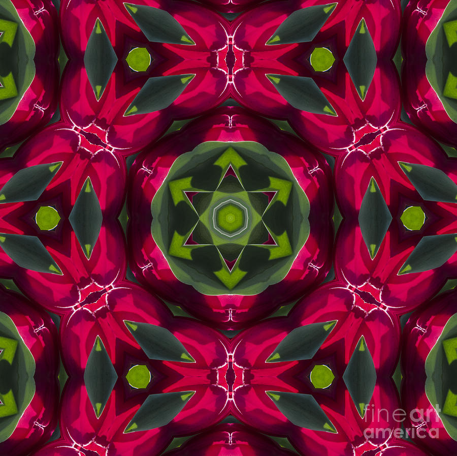 Abstract Photograph - Tulip Kaleidoscope by Judy Wolinsky