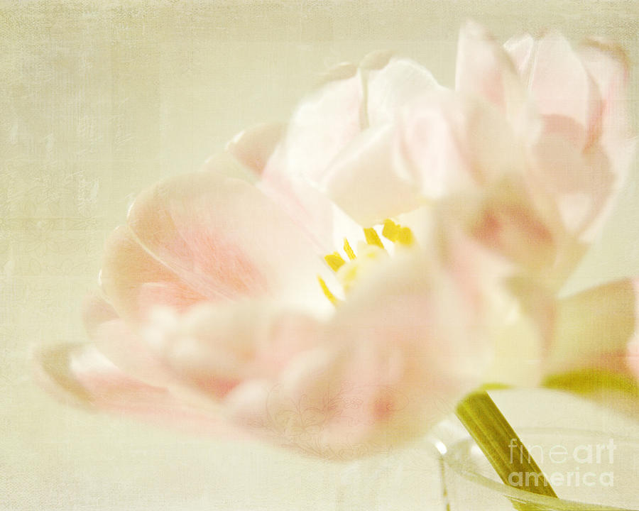 Tulip Photograph by Katerina Vodrazkova | Pixels