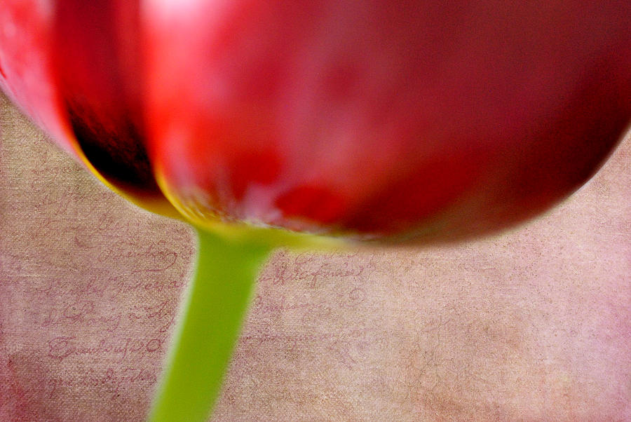 Tulip Photograph by Kathy Williams-Walkup