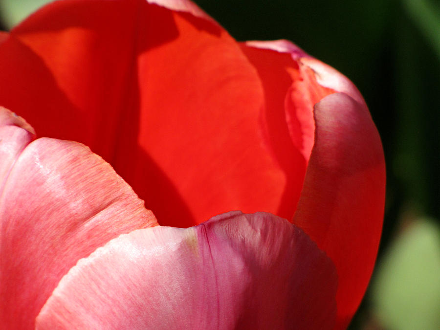 Tulip Photograph