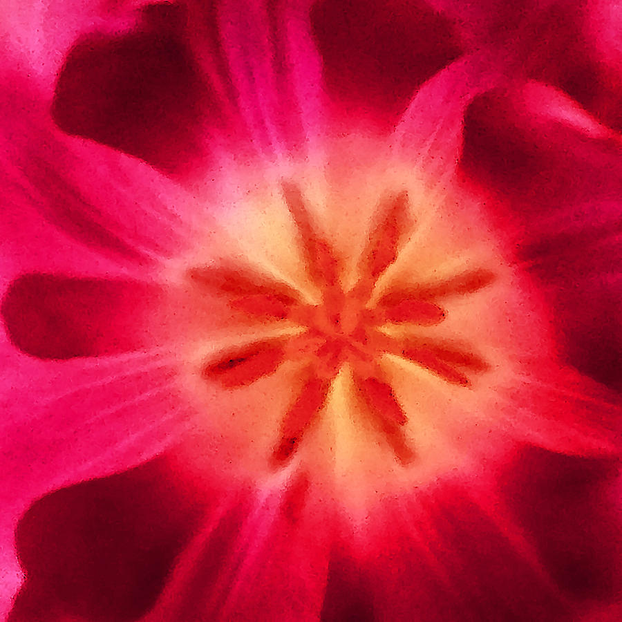 Post Processing Photograph - Tulip Large Print by Judy Wilson