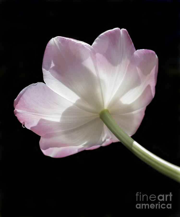 Tulip Light Photograph by Arlene Carmel