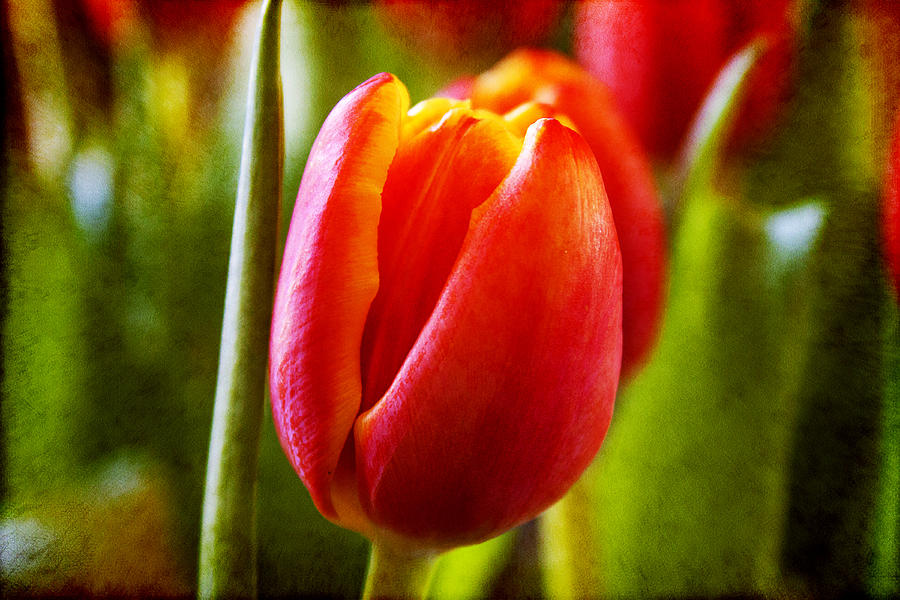 Tulip Loveliness Photograph by Milena Ilieva
