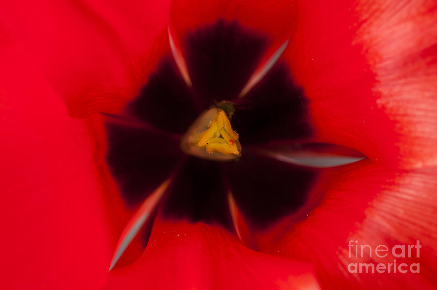 Tulip Macro 1 Photograph by Steve Purnell