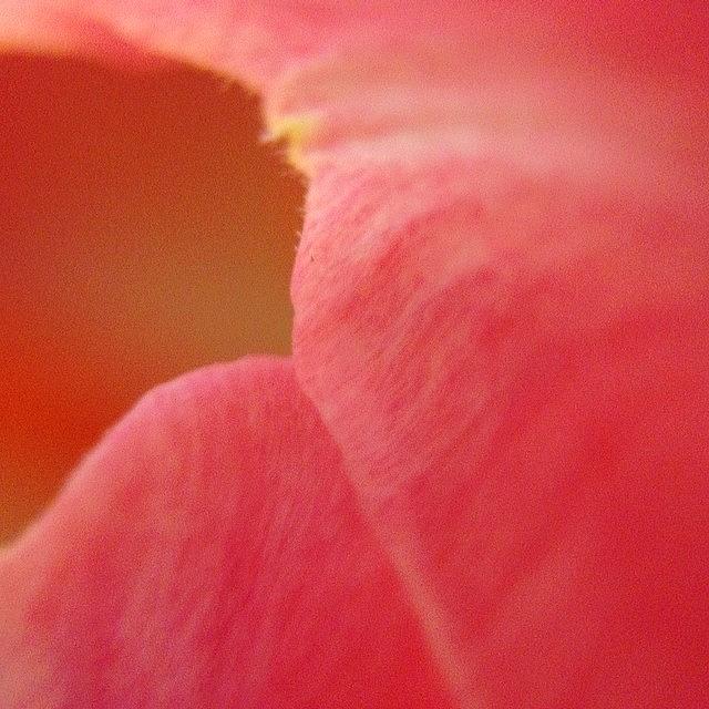 Tulip Macro Abstract -- (iphone 5 Photograph by Stone Grether