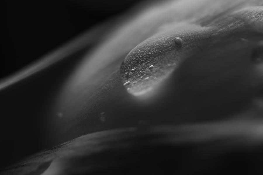 Tulip Macro Black and White Water Droplet Photograph by David Haskett II