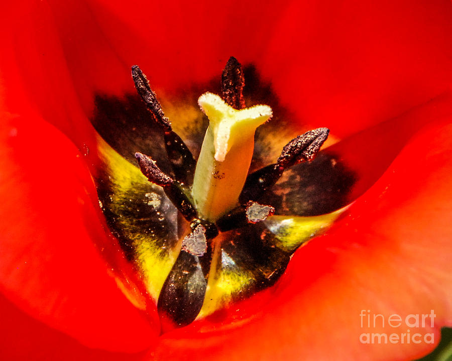 Tulip Macro Photograph by Grace Grogan