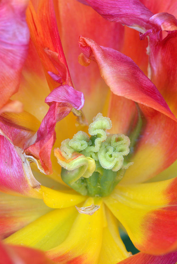 Tulip macro Photograph by Pete Hemington