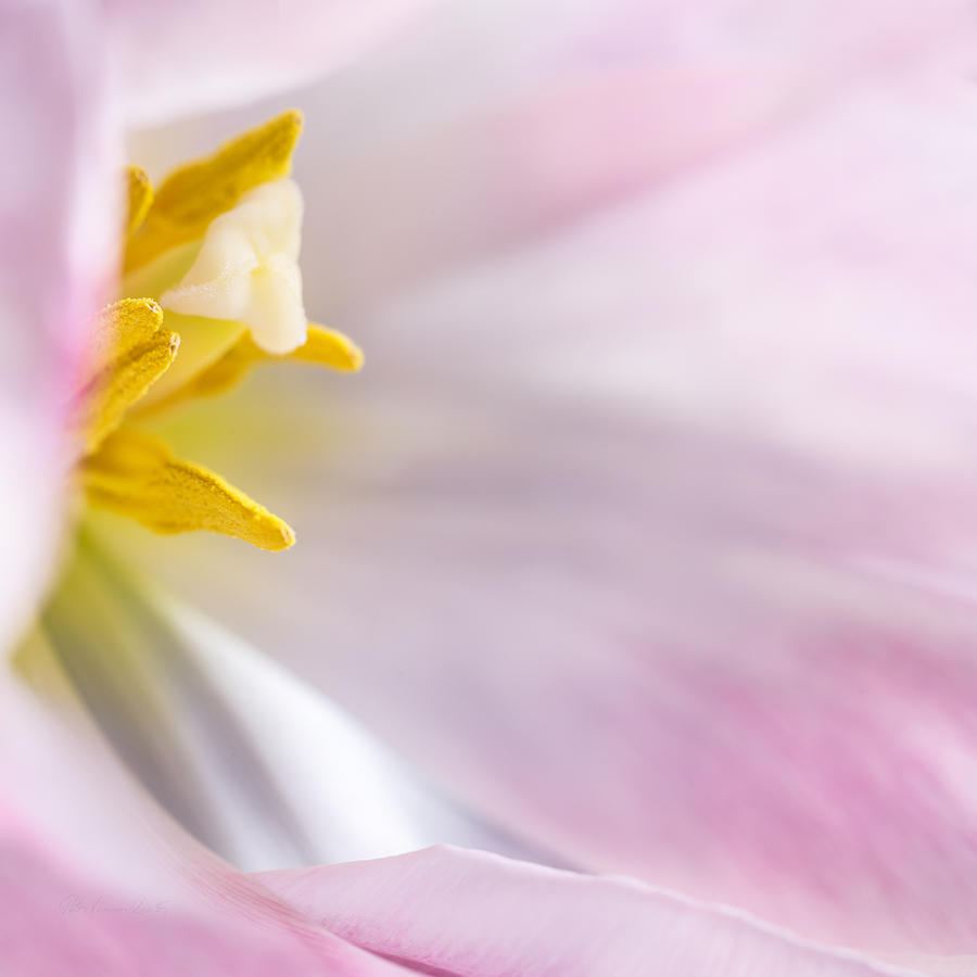 Tulip macro Photograph by Peter V Quenter