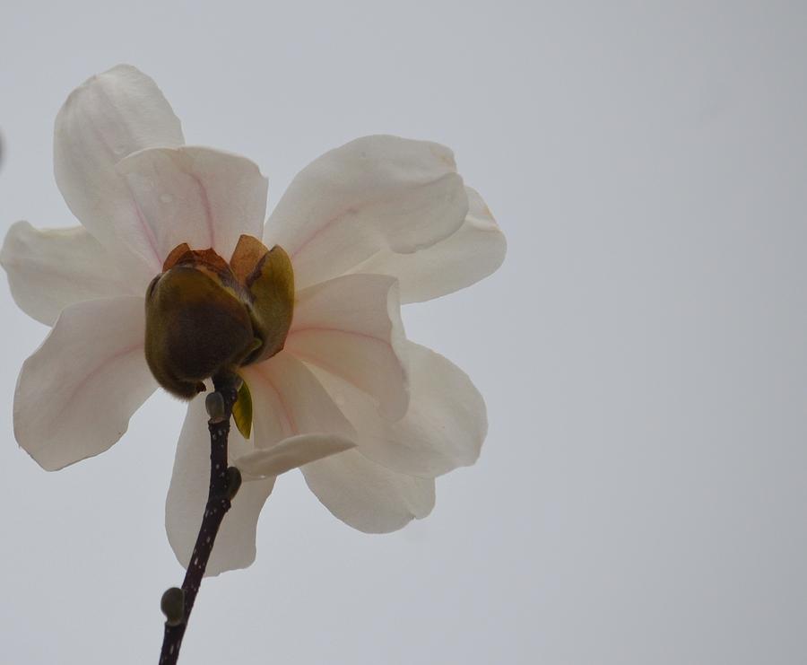 Tulip Magnolia 15-07 Photograph by Maria Urso