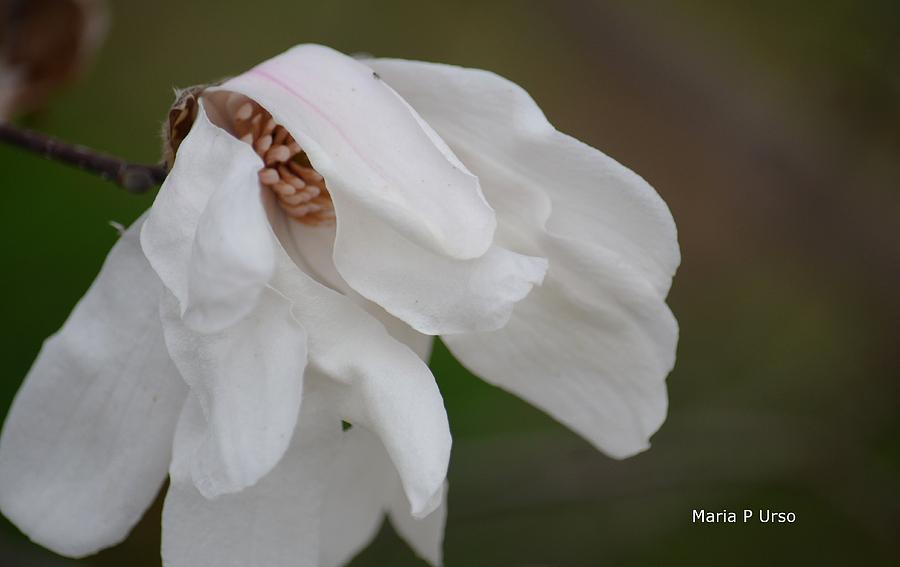 Tulip Magnolia 15-11 Photograph by Maria Urso