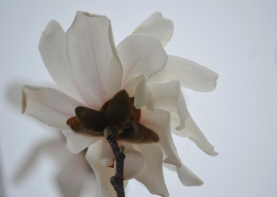 Tulip Magnolia 15-6 Photograph by Maria Urso