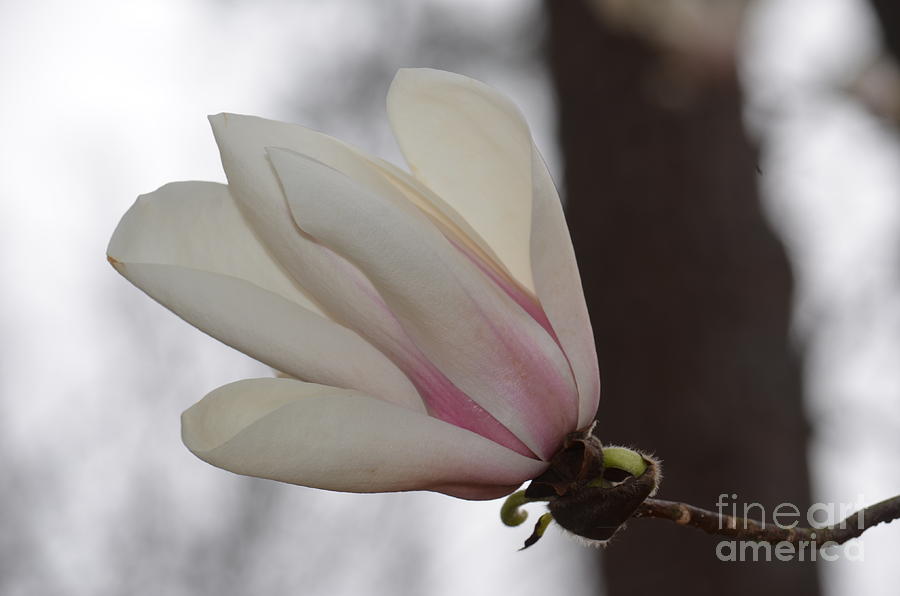Tulip Magnolia Blossom Photograph by Maria Urso