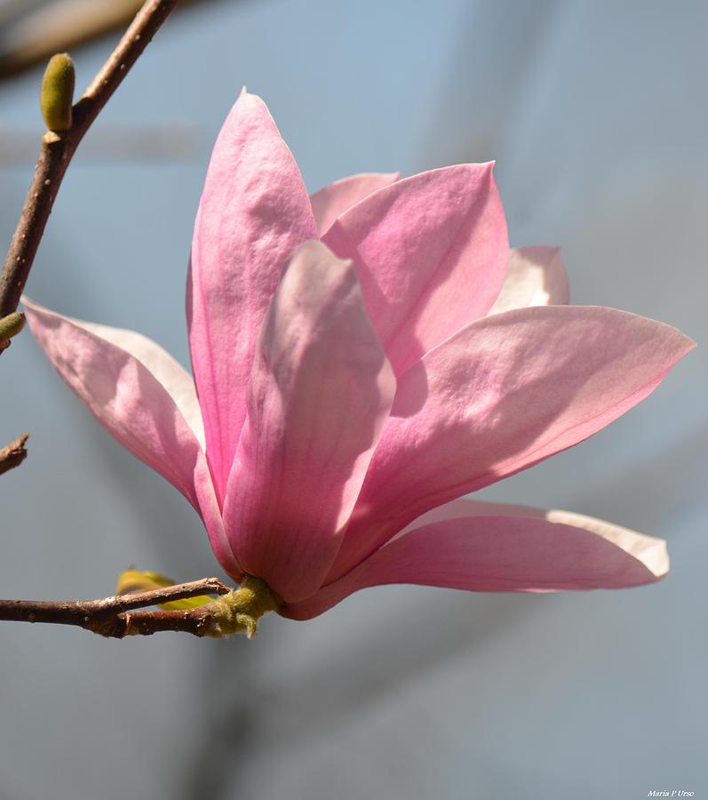 Tulip Magnolia Photograph by Maria Urso