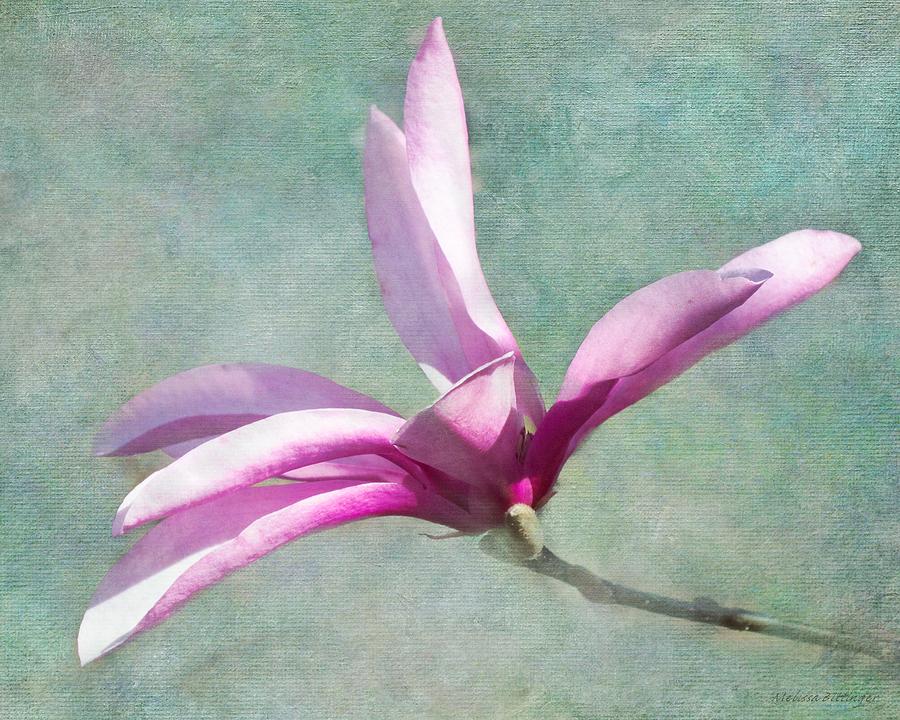 Tulip Magnolia Photograph by Melissa Bittinger
