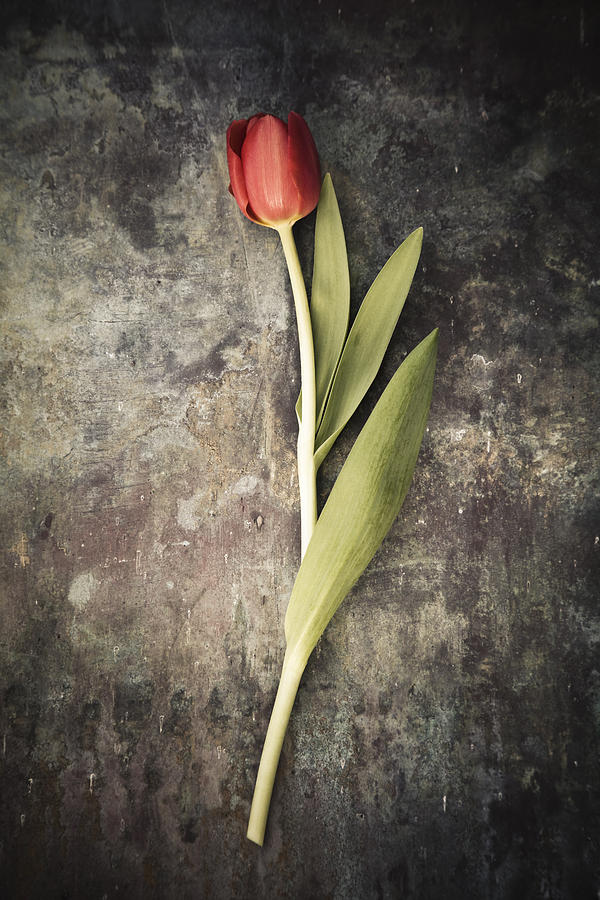 Tulip Photograph by Maria Heyens