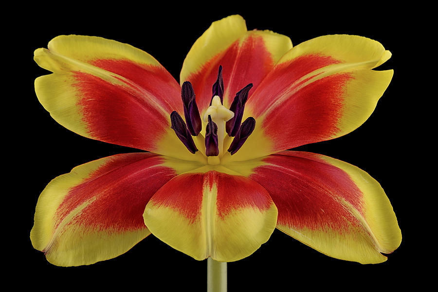 Tulip Photograph - Tulip by Mark Johnson
